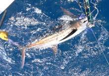 the ultimate prize - Grenada blue marlin on yes aye
