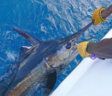 another blue marlin release for true blue sportfishing grenada