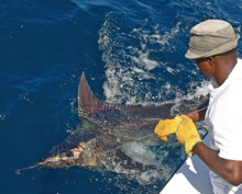 Nice blue marlin released with true blue sportfishing grenada