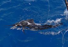 sailfish