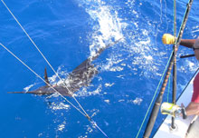 sailfish