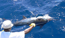 yet another blue marlin comes to yes Aye grenada