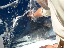 more grenada blue marlin action with True blue Sportfishing