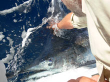 more grenada blue marlin action with True blue Sportfishing