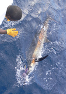 Our favourite - blue marlin Grenada on Yes aye