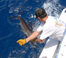 sailfish fishing is what we love to do on yes aye