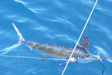 epic shot of a white marlin caught on yes aye Grenada