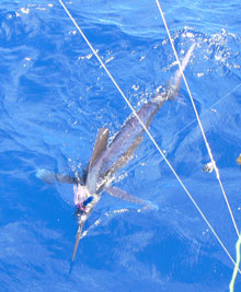 another white marlin for true blue Sportfishing grenada