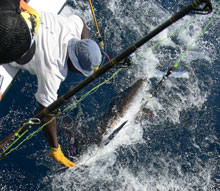 ace white marlin caught in grenada on Yes Aye