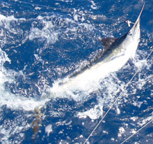more blue marlin caught on yes Aye Grenada