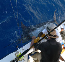 a mighty grenada blue marlin come catch yours with true blue Sportfishing