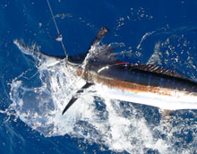 true blue Sportfishing grenada loves to catch white marlin