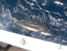 Grenada white marlin caught on yes Aye