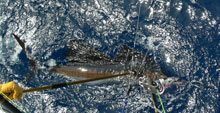 sailfish fishing is what we do - true blue sportfishing grenada