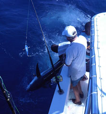 Grenada has great big yellowfin tuna