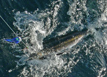 even small blue marlin in grenada are awesome fun!