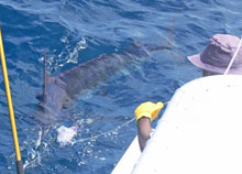 mighty blue marlin in grenada on True blue Sportfishing's Yes Aye