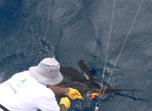 we love sailfish true Blue Sportfishing grenada