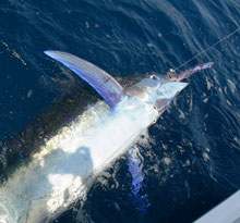  nice blue marlin caught on yes Aye grenada