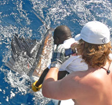 more sailfish caught in grenada on yes aye