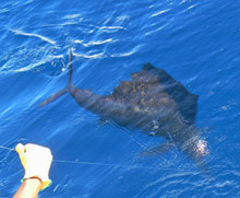 epic sailfish fishing in grenada on Yes Aye