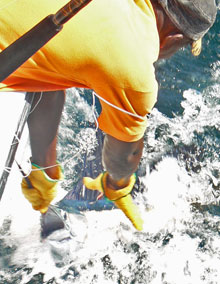 sailfish fishing is what we do on yes aye grenada