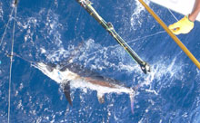 We catch white marlin on yes aye grenada