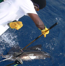 sailfish