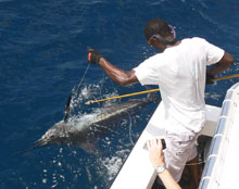 another grenada blue marlin for true blue sportfishing