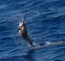 sailfish caught in grenada on yes Aye