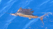 we love sailfish in grenada on Yes aye