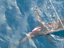 we love grenada sailfish on yes Aye