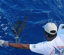 sailfish catch on Yes Aye grenada