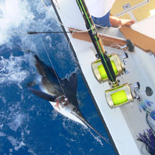 beautiful white marlin caught in grenada with true blue sportfishing