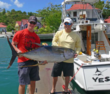 yellowfin tuna