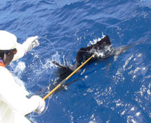 sailfish