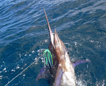 BIG blue marlin in grenada caught on Yes aye