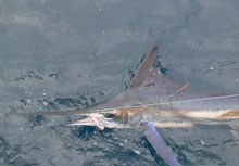 white marlin