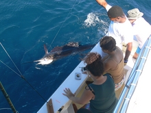 Grenada sailfish caught on Yes aye