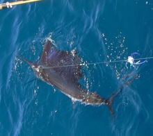 sailfish