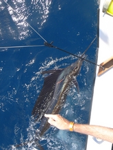 sailfish