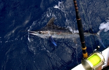 beautiful grenada white marlin on yes aye