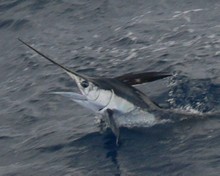 grenada white marlin caught with true blue Sportfishing