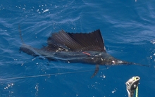 sailfish actch on Yes Aye grenada