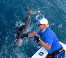 sailfish