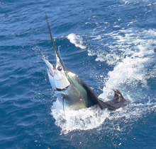 Grenada has lots of sailfish, catch one with True blue Sportfishing