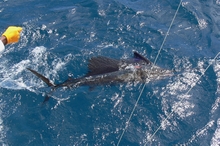 sailfish