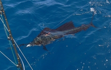 sailfish