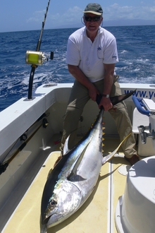 yellowfin tuna