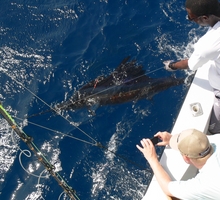 Grenada sailfish - True Blue Sportfsihing